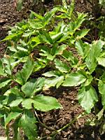 Maceron - Smyrnum olusatrum (fam Apiacees) (1) (Photo F. Mrugala)